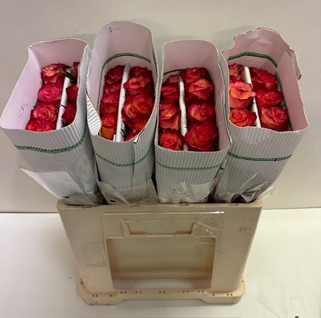 Rosa gr fire flame KW.jpg